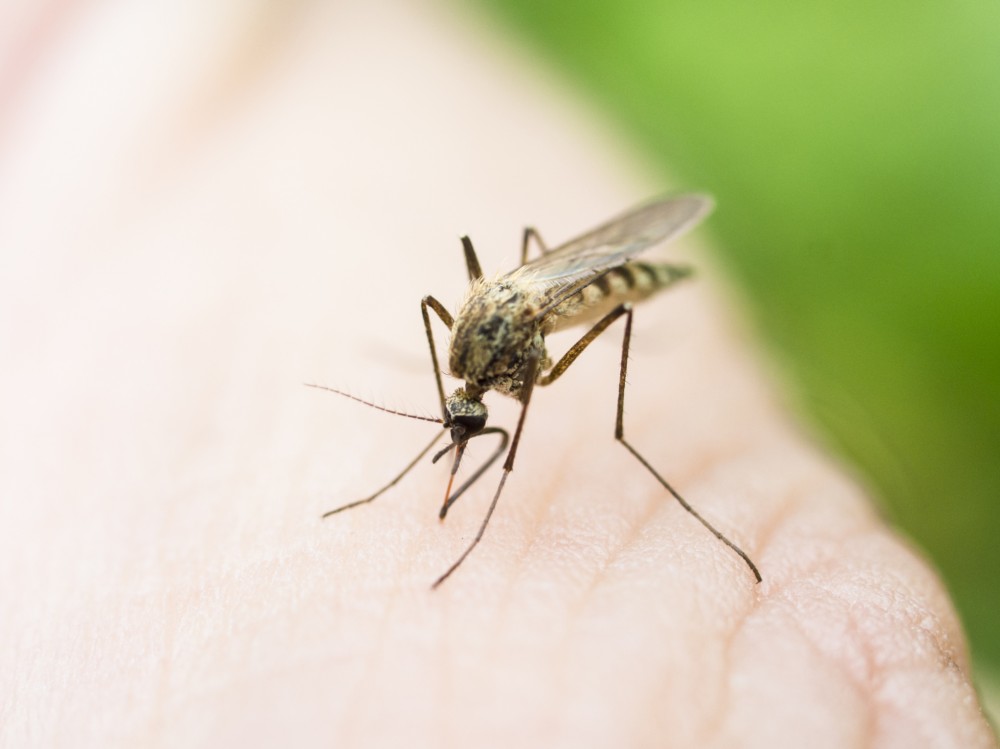 Molylepkére emlékeztető szúnyog pusztítja házi kedvenceinket, Szúnyogok paraziták